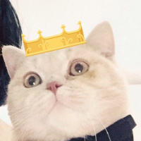British Shorthair, Kedi  Pudra  fotoğrafı