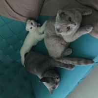 British Shorthair, Kedi  Pudra  fotoğrafı