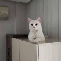 European Shorthair, Kedi  THİNCAL fotoğrafı