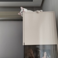 European Shorthair, Kedi  THİNCAL fotoğrafı