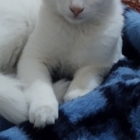 European Shorthair, Kedi  THİNCAL fotoğrafı