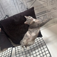 Tekir Kedi, Kedi  Mia fotoğrafı