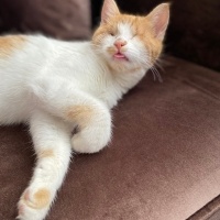 Sarman, Kedi  Güneş fotoğrafı
