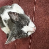 Tekir Kedi, Kedi  Aşk fotoğrafı