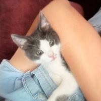Tekir Kedi, Kedi  Aşk fotoğrafı