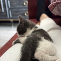 Tekir Kedi, Kedi  Aşk fotoğrafı