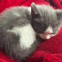 Tekir Kedi, Kedi  Aşk fotoğrafı