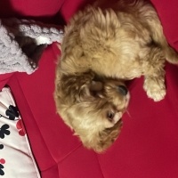 Maltese, Köpek  Balım fotoğrafı