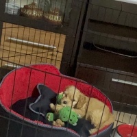 Maltese, Köpek  Balım fotoğrafı
