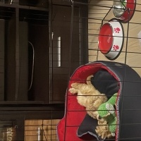 Maltese, Köpek  Balım fotoğrafı