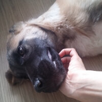 Kangal, Köpek  Karamel fotoğrafı