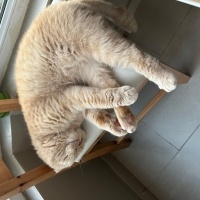 Scottish Fold, Kedi  Makarna fotoğrafı