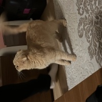 Scottish Fold, Kedi  Makarna fotoğrafı