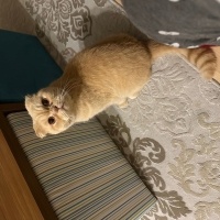 Scottish Fold, Kedi  Makarna fotoğrafı