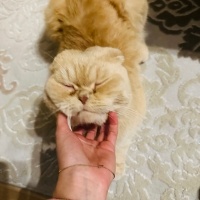 Scottish Fold, Kedi  Makarna fotoğrafı