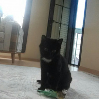 Tekir Kedi, Kedi  Tekila  fotoğrafı