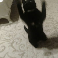 Tekir Kedi, Kedi  Tekila  fotoğrafı