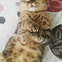 Scottish Fold, Kedi  Üzüm fotoğrafı