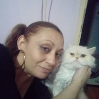 İran Kedisi (Persian), Kedi  Pamuk fotoğrafı