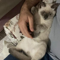 British Shorthair, Kedi  Boncuk fotoğrafı