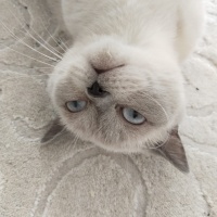 British Longhair, Kedi  Boncuk fotoğrafı