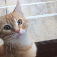Tekir Kedi, Kedi  Oğluş fotoğrafı