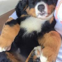 Bernese Dağ Köpeği, Köpek  Barnie fotoğrafı