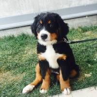 Bernese Dağ Köpeği, Köpek  Barnie fotoğrafı