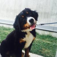 Bernese Dağ Köpeği, Köpek  Barnie fotoğrafı