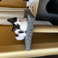 Tekir Kedi, Kedi  Yavru kedi fotoğrafı