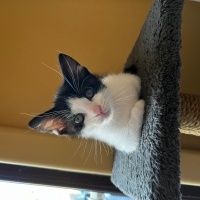 Tekir Kedi, Kedi  Yavru kedi fotoğrafı