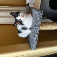 Tekir Kedi, Kedi  Yavru kedi fotoğrafı