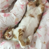 Tekir Kedi, Kedi  Puffy fotoğrafı