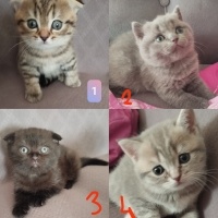 Scottish Fold, Kedi  Şekerler fotoğrafı