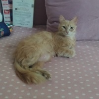 Tekir Kedi, Kedi  Limuzin Latté fotoğrafı