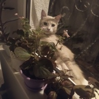 Tekir Kedi, Kedi  Limuzin Latté fotoğrafı