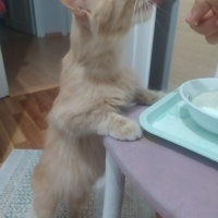 Tekir Kedi, Kedi  Limuzin Latté fotoğrafı