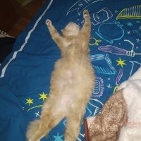 Tekir Kedi, Kedi  Limuzin Latté fotoğrafı