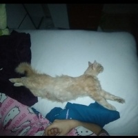 Tekir Kedi, Kedi  Limuzin Latté fotoğrafı