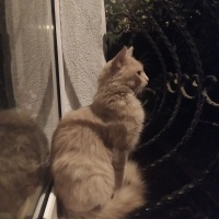 Tekir Kedi, Kedi  Limuzin Latté fotoğrafı