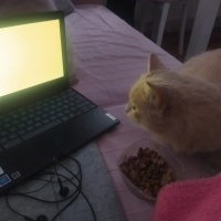 Tekir Kedi, Kedi  Limuzin Latté fotoğrafı