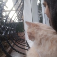 Tekir Kedi, Kedi  Limuzin Latté fotoğrafı