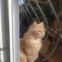 Tekir Kedi, Kedi  Limuzin Latté fotoğrafı