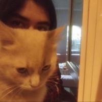 Tekir Kedi, Kedi  Limuzin Latté fotoğrafı