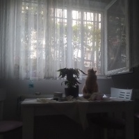 Tekir Kedi, Kedi  Limuzin Latté fotoğrafı