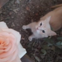 Tekir Kedi, Kedi  Limuzin Latté fotoğrafı