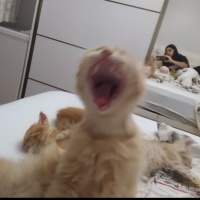 Tekir Kedi, Kedi  Limuzin Latté fotoğrafı