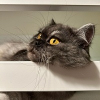 İran Kedisi (Persian), Kedi  pera fotoğrafı