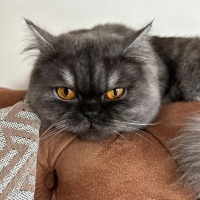 İran Kedisi (Persian), Kedi  pera fotoğrafı