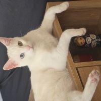 Ankara Kedisi, Kedi  Bulut fotoğrafı